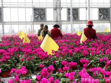 扬州高邮：每天发货30万株，花工厂绽放乡村振兴致富花