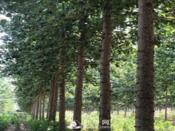 河南周口：培育出不飞絮的杨树新品种