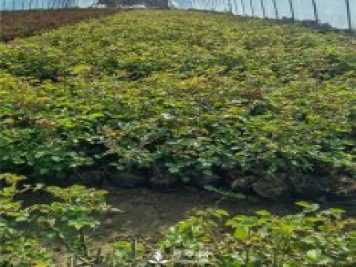 各类盆栽月季上市，南阳杯苗基地全国批发中