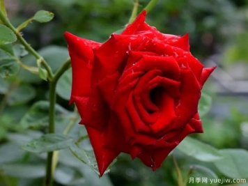 2023年情人节十大玫瑰品种销量榜，卡罗拉位居首位