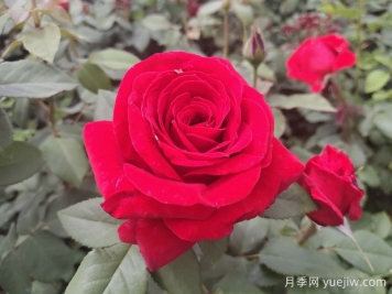 原产中国的玫瑰花(月季花)，是如何成为美国国花的？