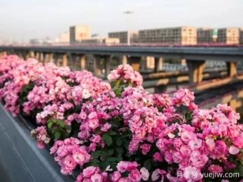 杭州高架月季实现定期开花，是如何进行花期调控的？