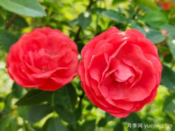 种上木香蔷薇花蛮强爆花，红橙白黄木香你喜欢哪个？