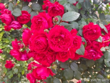 6款红色系的藤本月季品种，适合打造网红花墙