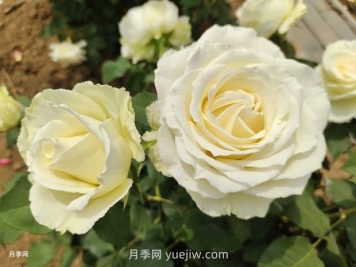 十一朵白玫瑰的花语和寓意
