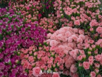 中国6大花市，全国花卉批发市场介绍
