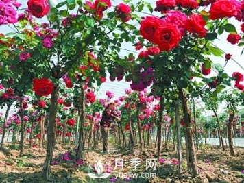 新品“月季树”为北京市花添色彩，居然引种自南阳内乡