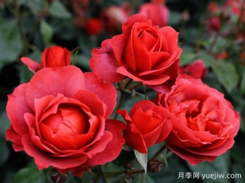 21朵玫瑰：不只是浪漫，还藏着这些深意