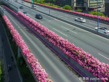 杭州高架月季初开，2024年又到走花路时间